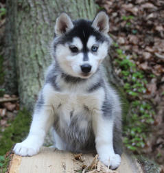 Siberian Husky Nordic Fire