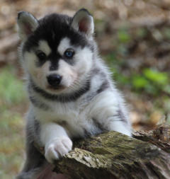 Siberian Husky Nordic Fire