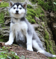 Siberian Husky Nordic Fire