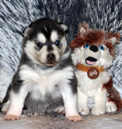 Siberian Husky Nordic Fire