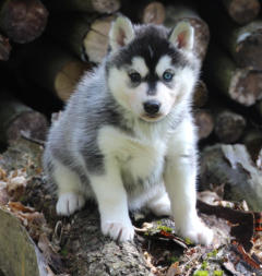 Siberian Husky Nordic Fire