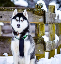 Siberian Husky Nordic Fire