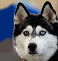 Siberian Husky Nordic Fire