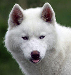 Siberian Husky Nordic Fire