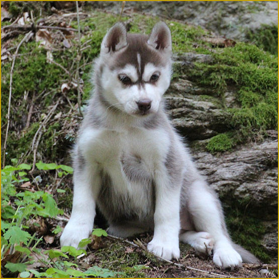 Siberian Husky Nordic Fire