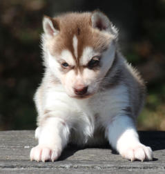 Siberian Husky Nordic Fire