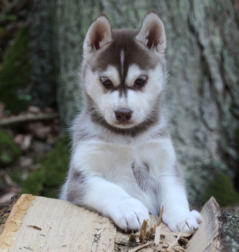 Siberian Husky Nordic Fire