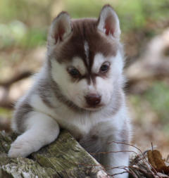 Siberian Husky Nordic Fire