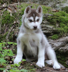 Siberian Husky Nordic Fire