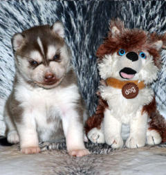 Siberian Husky Nordic Fire