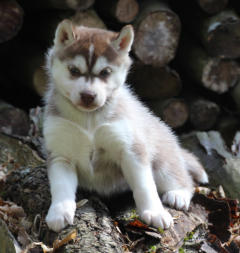 Siberian Husky Nordic Fire