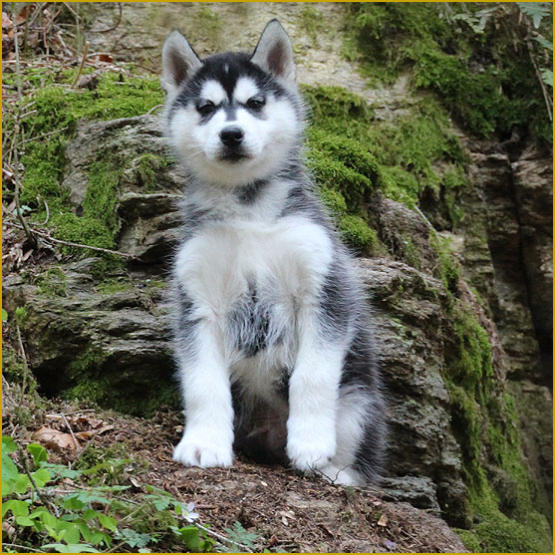 Siberian Husky Nordic Fire