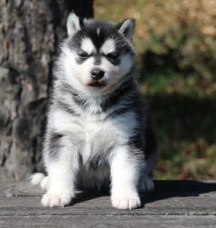 Siberian Husky Nordic Fire