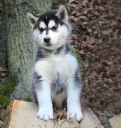 Siberian Husky Nordic Fire