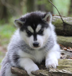 Siberian Husky Nordic Fire