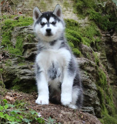 Siberian Husky Nordic Fire