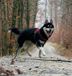 Siberian Husky Nordic Fire