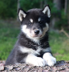 Siberian Husky Nordic Fire