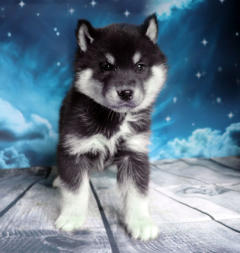 Siberian Husky Nordic Fire