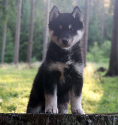 Siberian Husky Nordic Fire