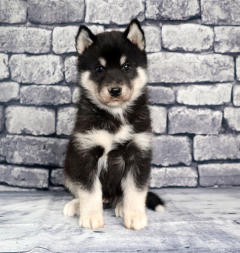 Siberian Husky Nordic Fire