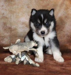 Siberian Husky Nordic Fire