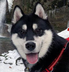 Siberian Husky Nordic Fire