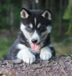 Siberian Husky Nordic Fire