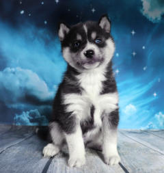 Siberian Husky Nordic Fire