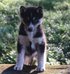 Siberian Husky Nordic Fire