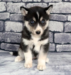 Siberian Husky Nordic Fire