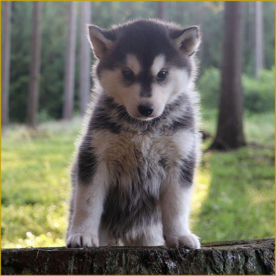 Siberian Husky Nordic Fire