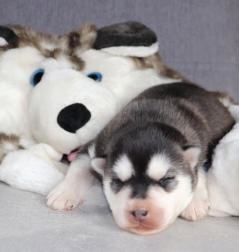 Siberian Husky Nordic Fire