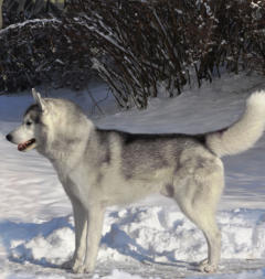 Siberian Husky Nordic Fire