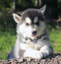 Siberian Husky Nordic Fire