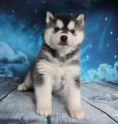 Siberian Husky Nordic Fire