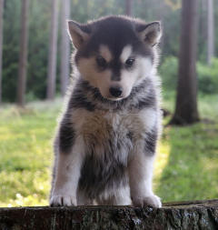 Siberian Husky Nordic Fire