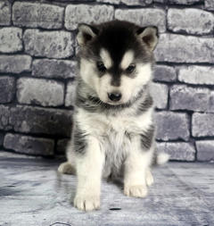 Siberian Husky Nordic Fire