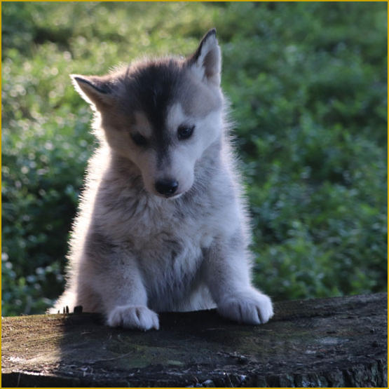 Siberian Husky Nordic Fire