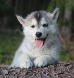 Siberian Husky Nordic Fire