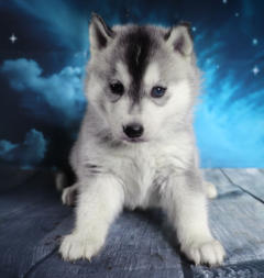 Siberian Husky Nordic Fire