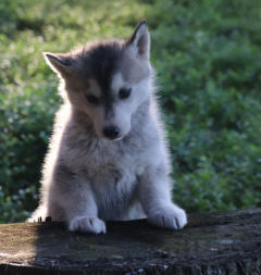 Siberian Husky Nordic Fire