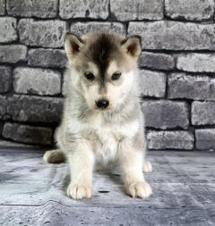 Siberian Husky Nordic Fire