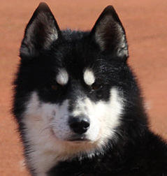 Siberian Husky Nordic Fire