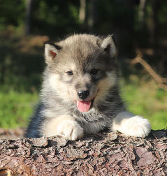 Siberian Husky Nordic Fire