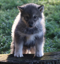 Siberian Husky Nordic Fire