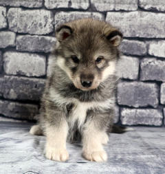 Siberian Husky Nordic Fire