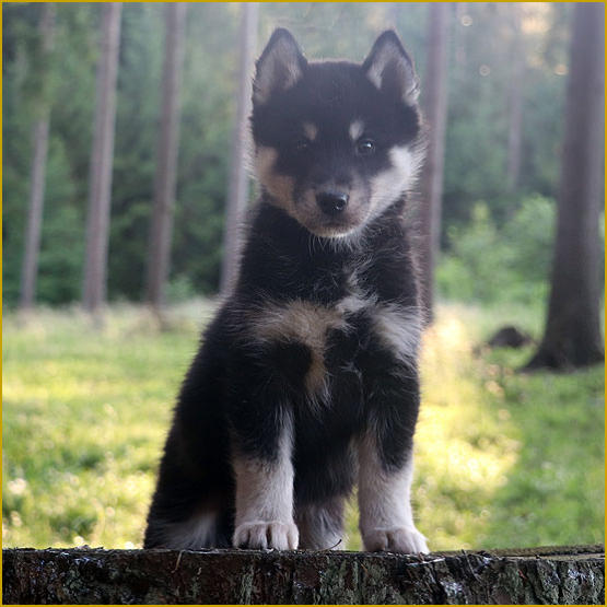 Siberian Husky Nordic Fire