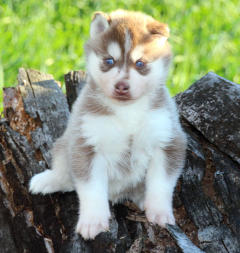 Siberian Husky Nordic Fire