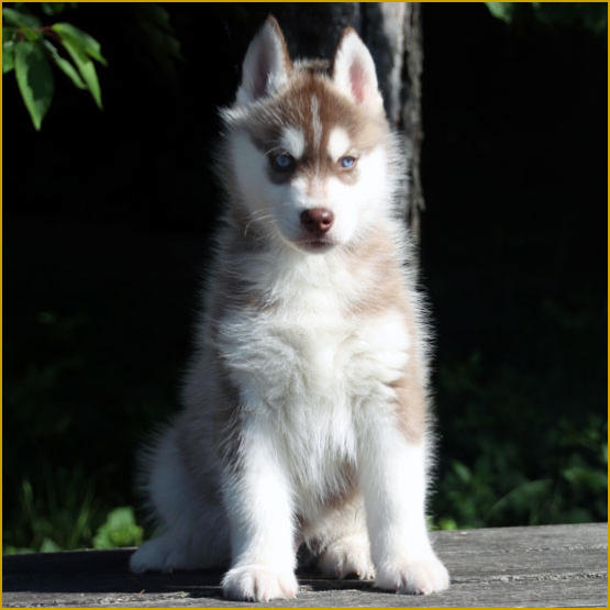 Siberian Husky Nordic Fire